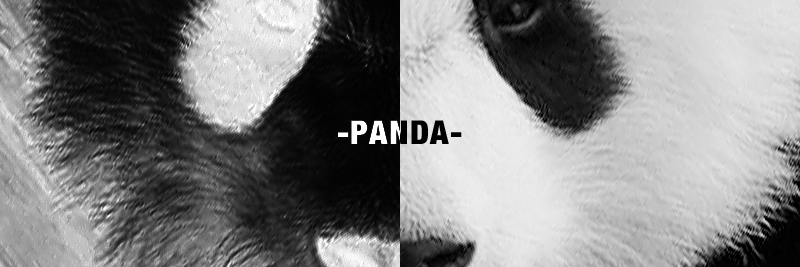 panda